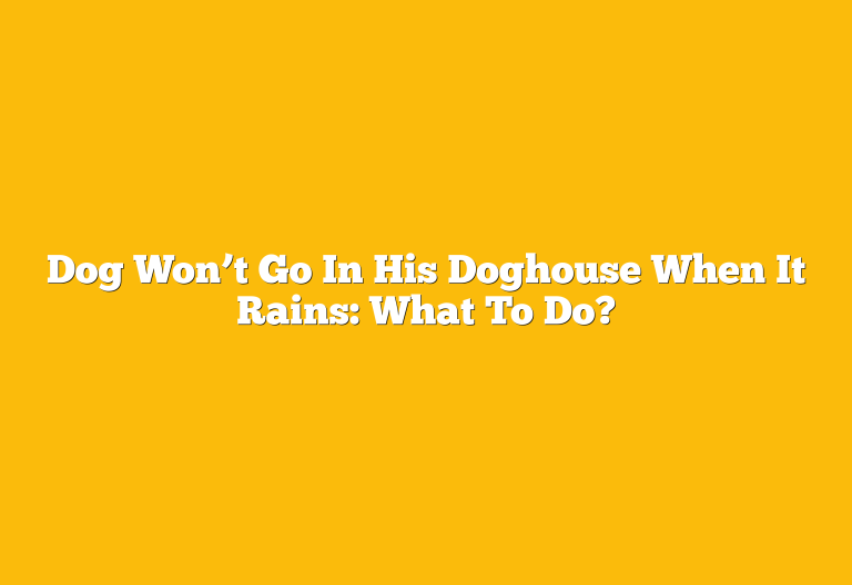 Dog Won’t Go In His Doghouse When It Rains: What To Do?